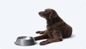 フードボウルの前に座る犬